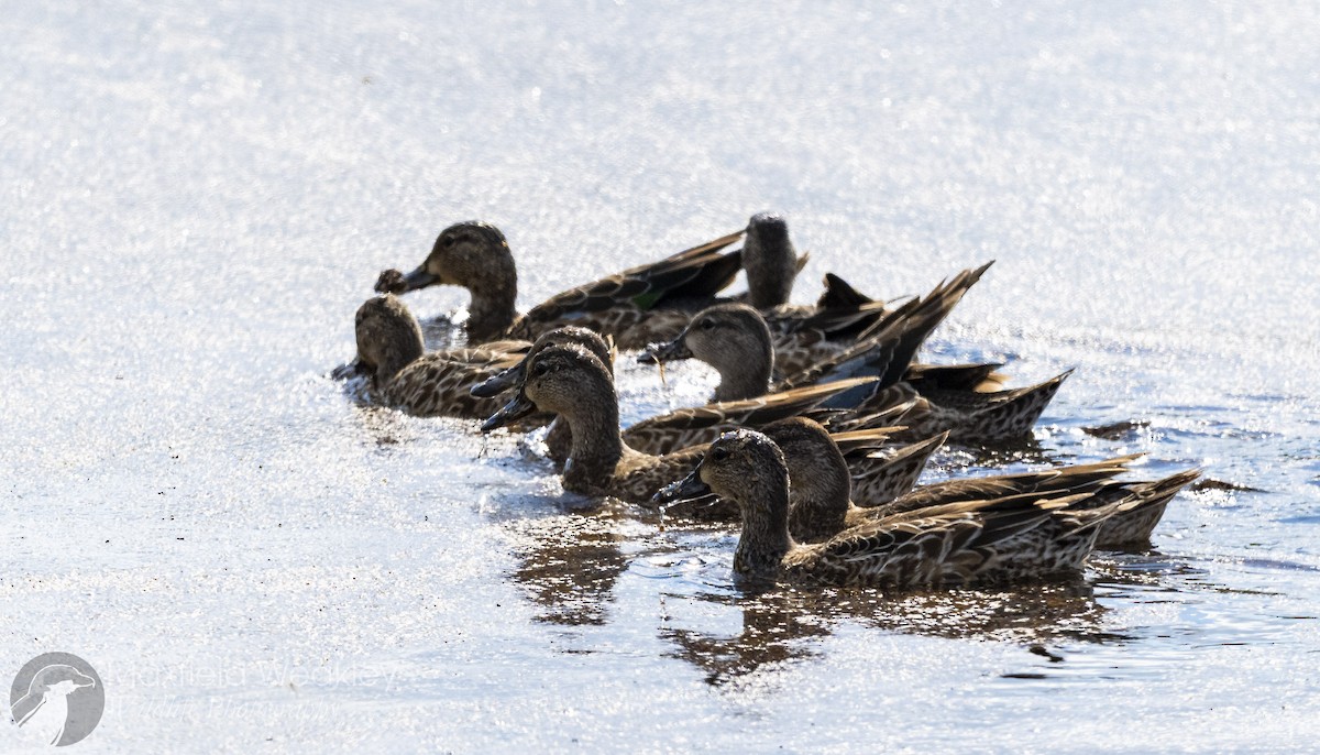 Cerceta Aliazul - ML644864249