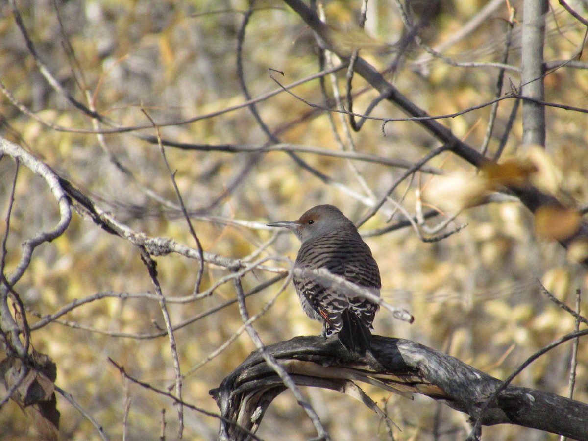 Northern Flicker - ML644864250