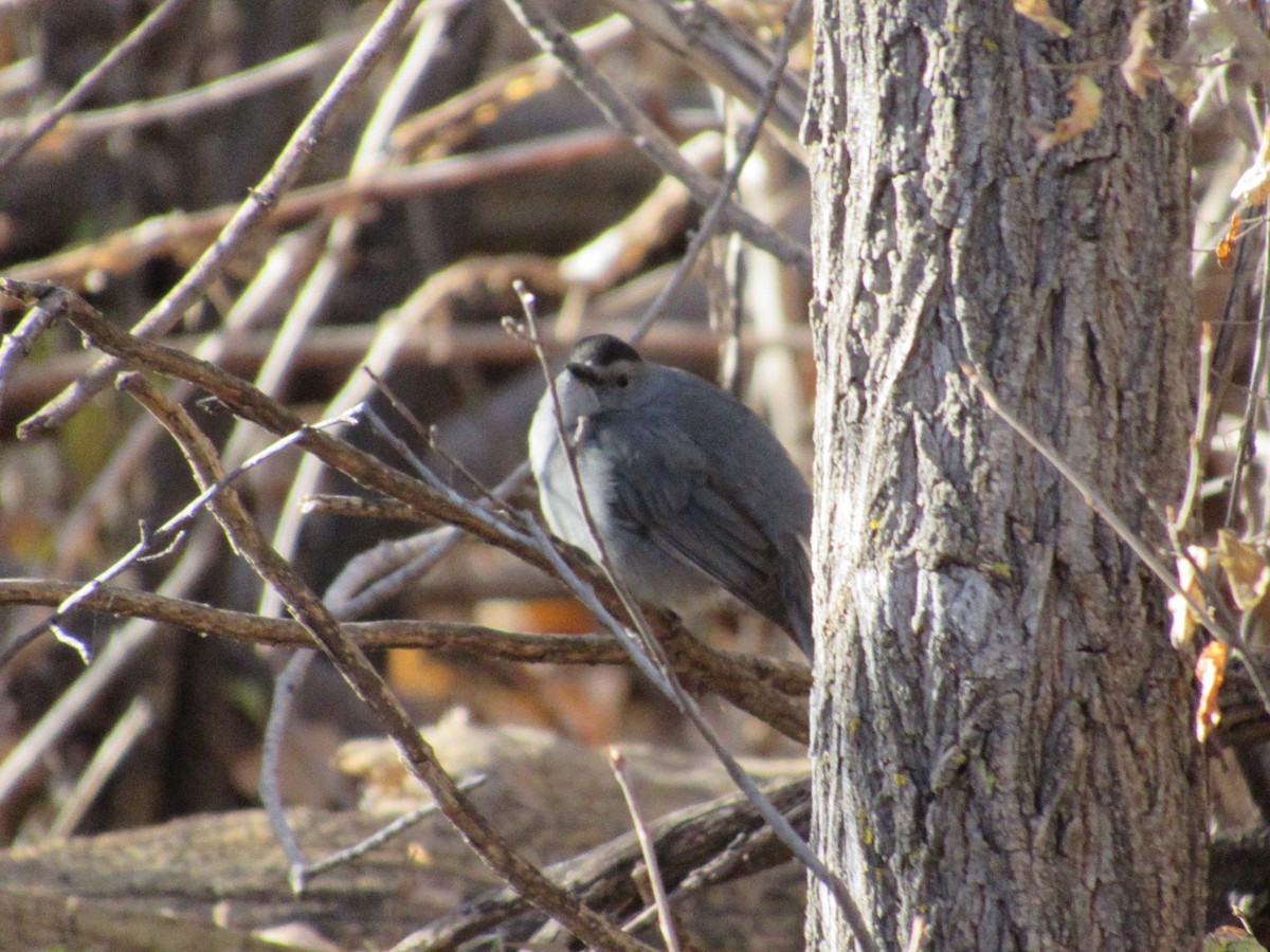 Gray Catbird - ML644864255