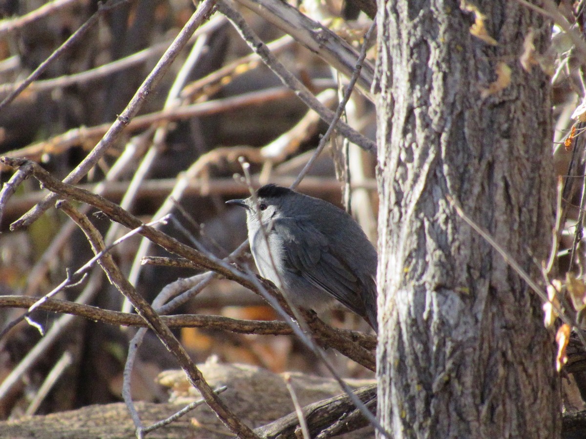 Gray Catbird - ML644864256
