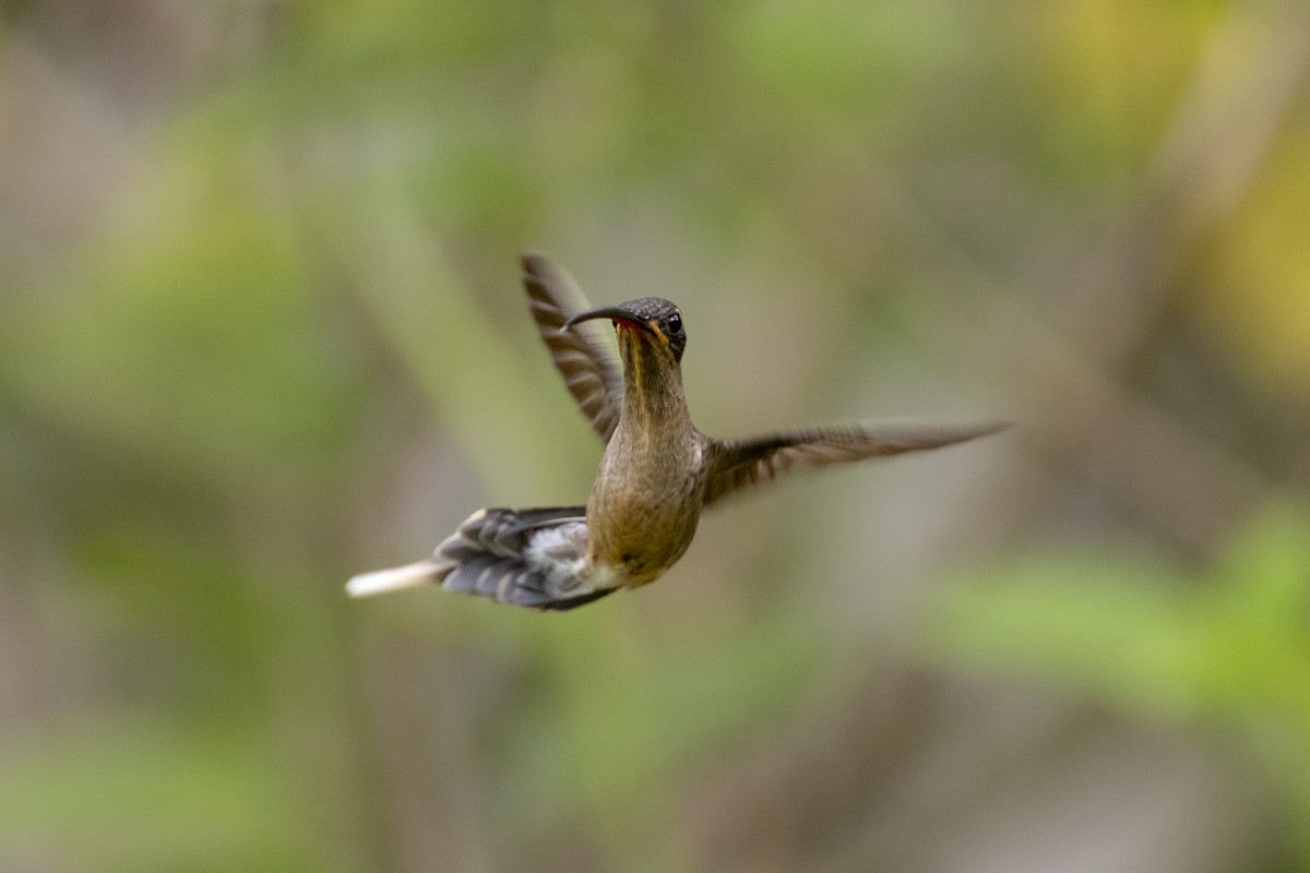 Long-tailed Hermit - ML644864257