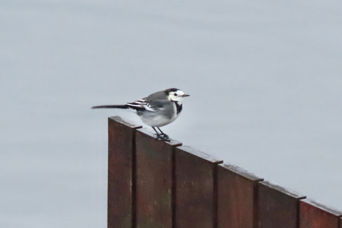 konipas bílý - ML644864259