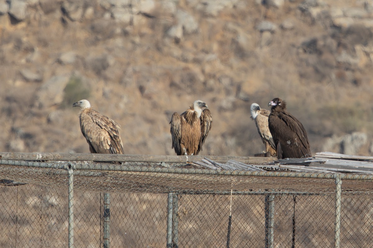 Sai beltza - ML644864263