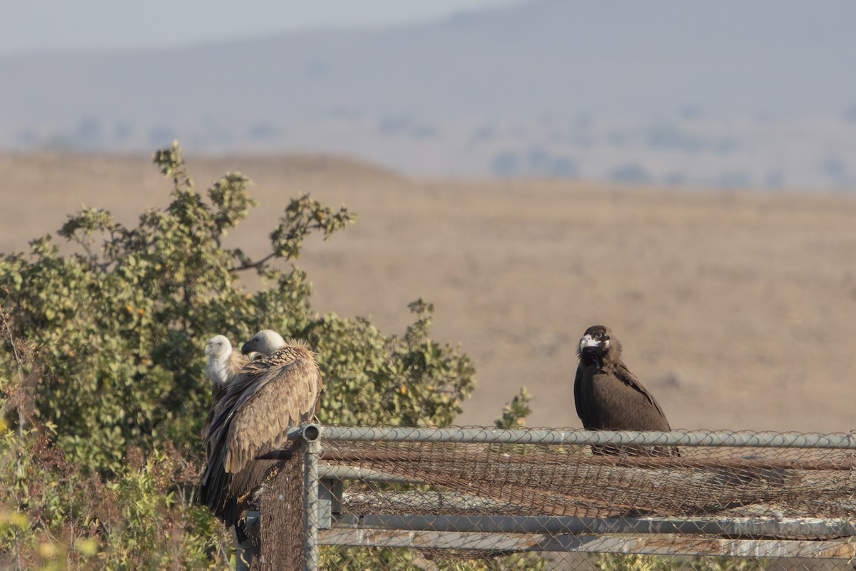 Sai beltza - ML644864264