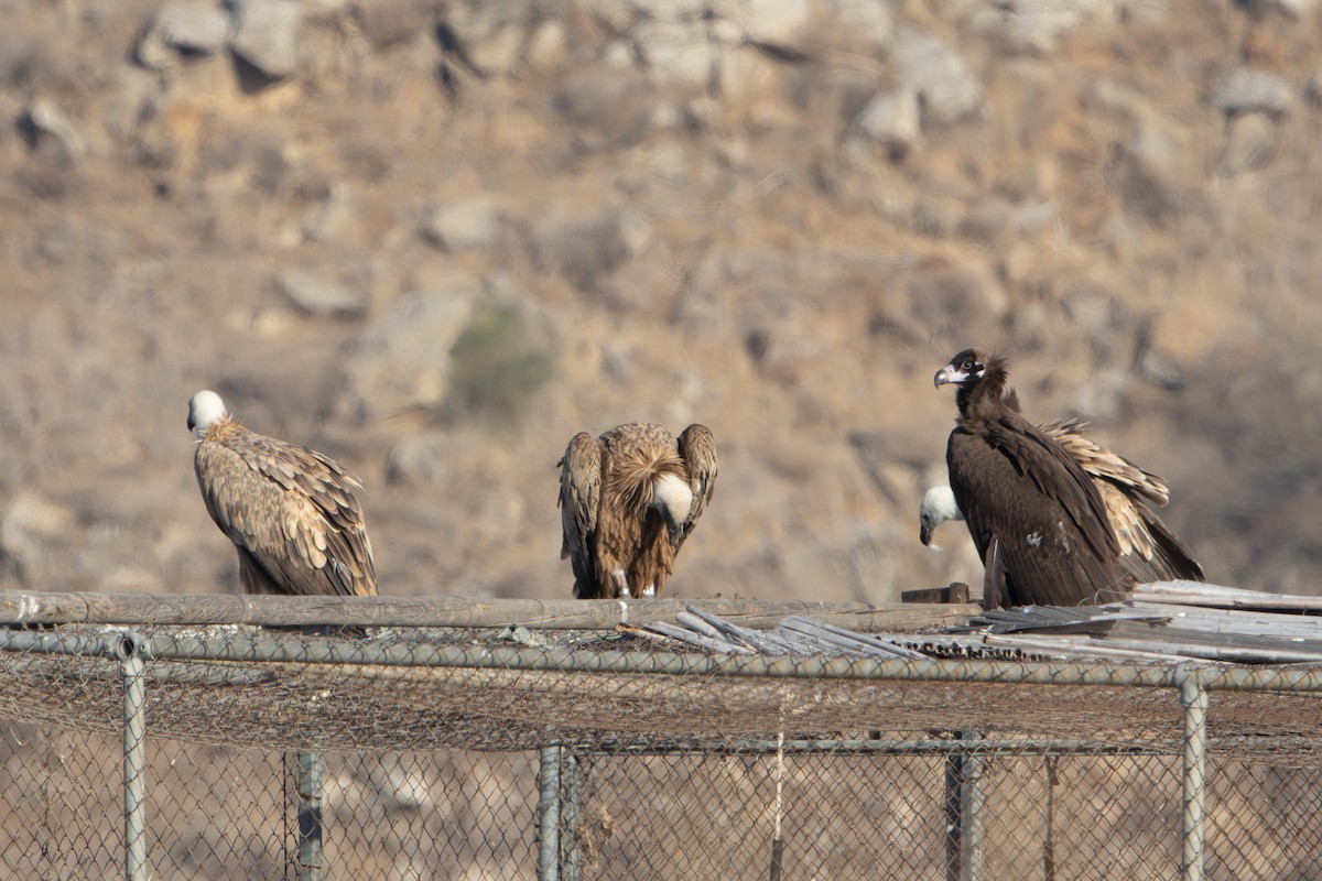 Sai beltza - ML644864265