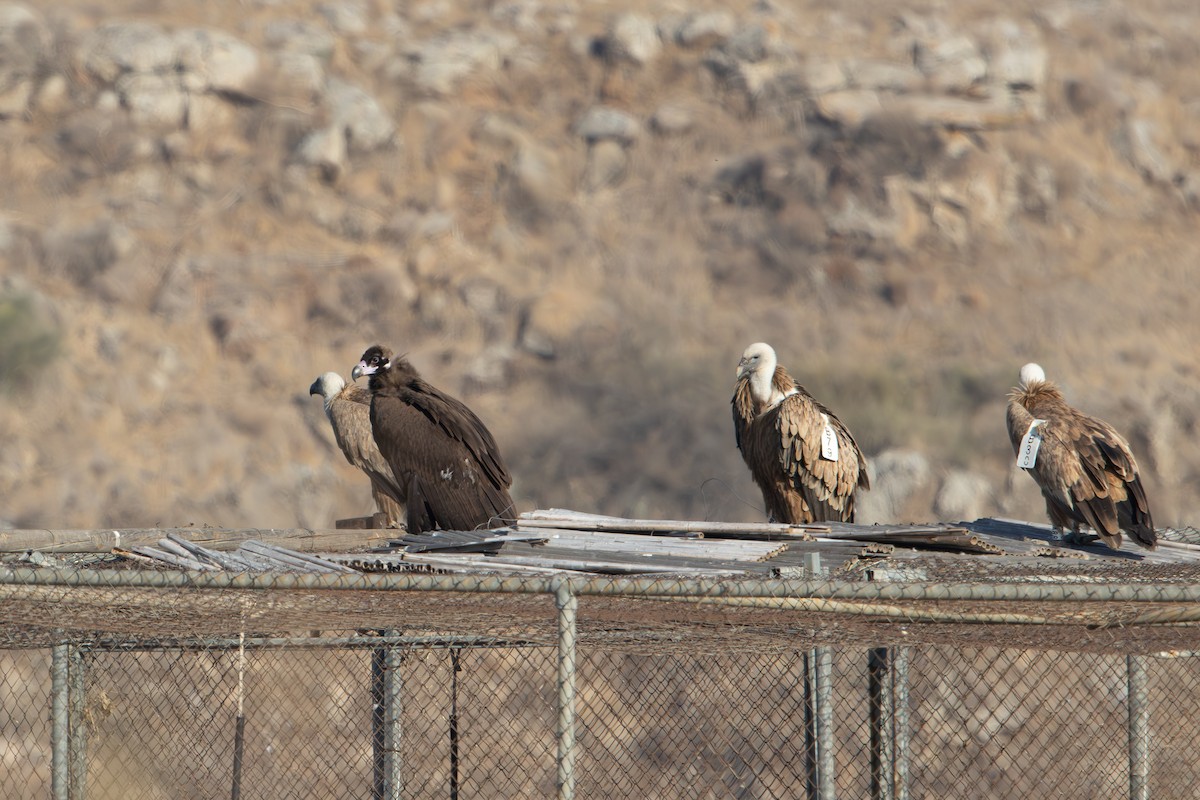 Sai beltza - ML644864266