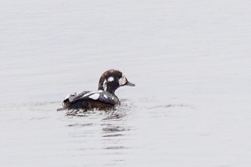 Harlequin Duck - ML644864274