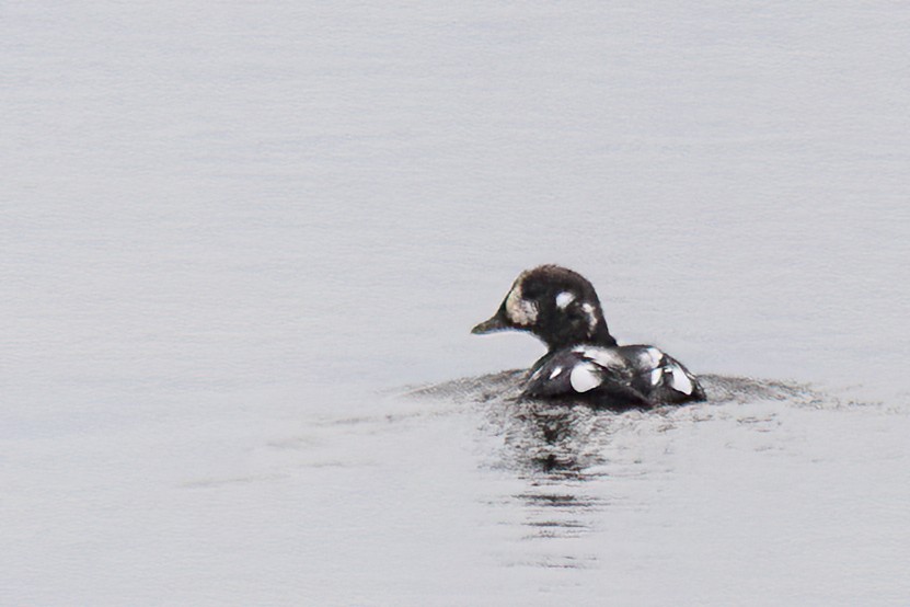 Harlequin Duck - ML644864275