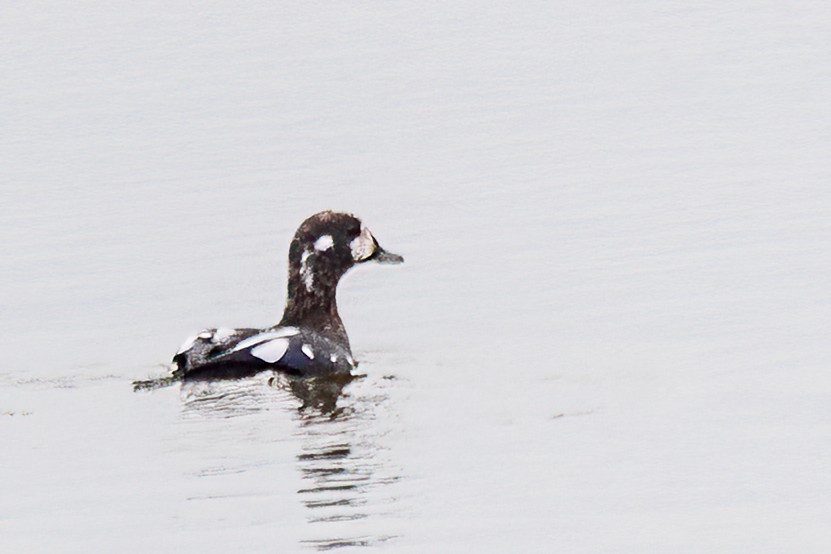 Harlequin Duck - ML644864277