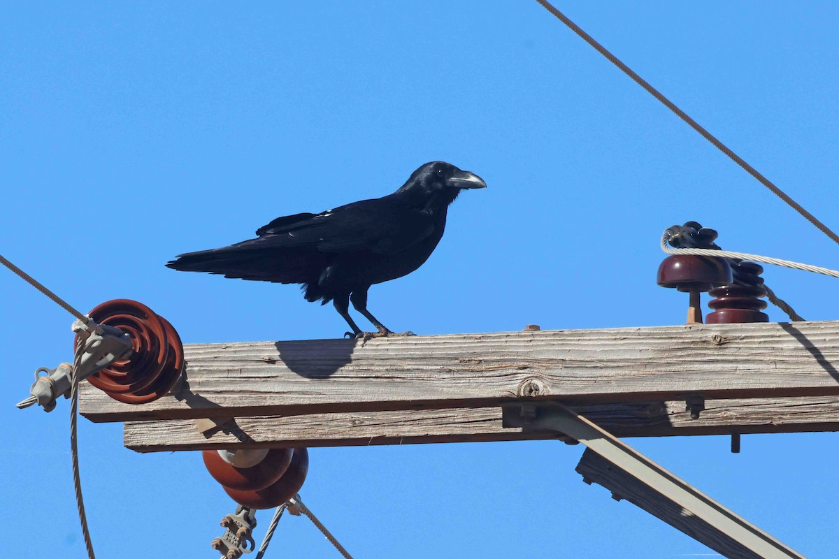 Chihuahuan Raven - ML644864289