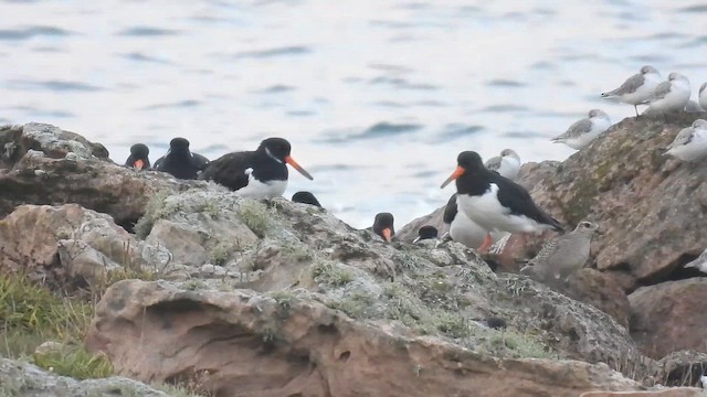 American Golden-Plover - ML644864321