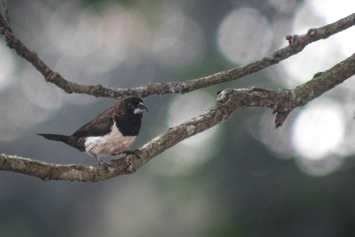 White-rumped Munia - ML644864326