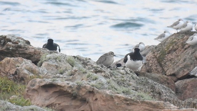 American Golden-Plover - ML644864329