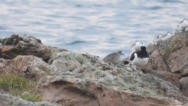 American Golden-Plover - ML644864330