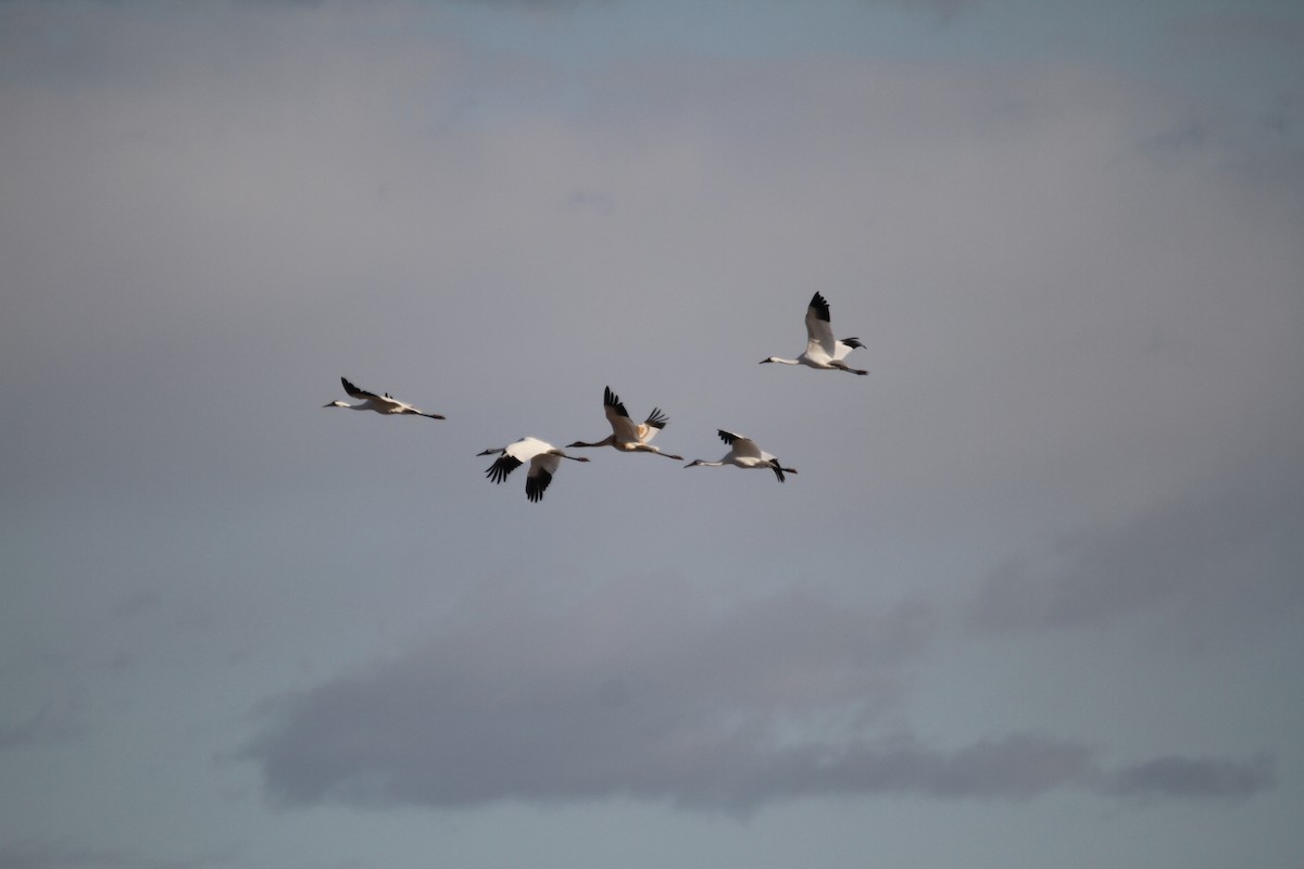 trompettrane - ML644864331