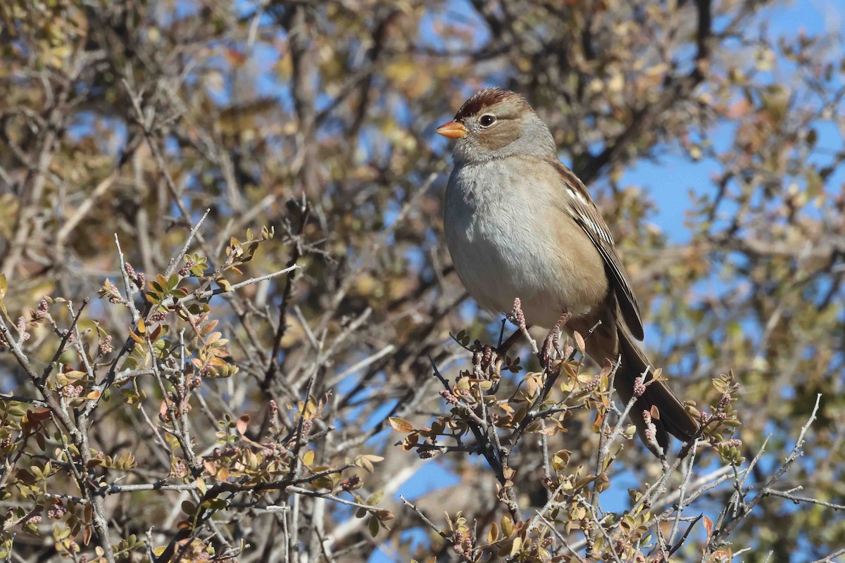 hvitkronespurv (gambelii) - ML644864341