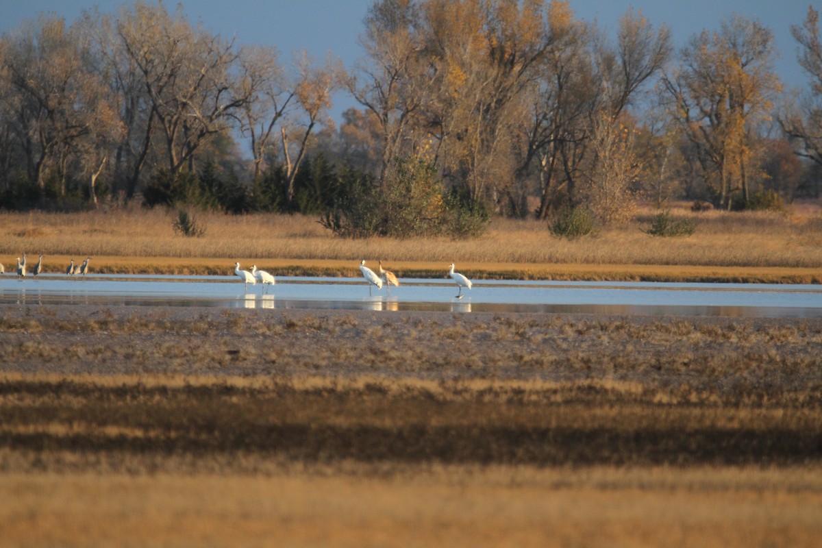 trompettrane - ML644864342