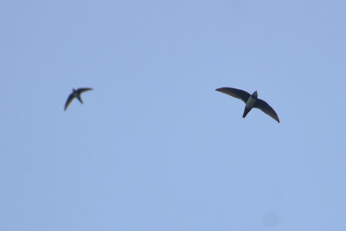 rorýs velký - ML644864346