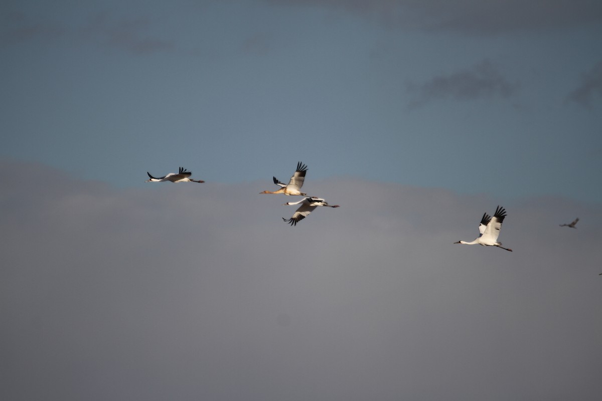 trompettrane - ML644864354