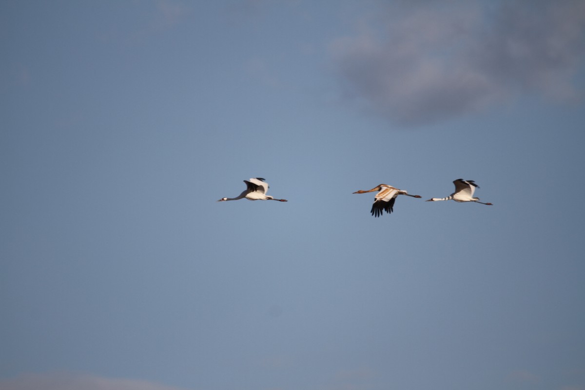 trompettrane - ML644864357