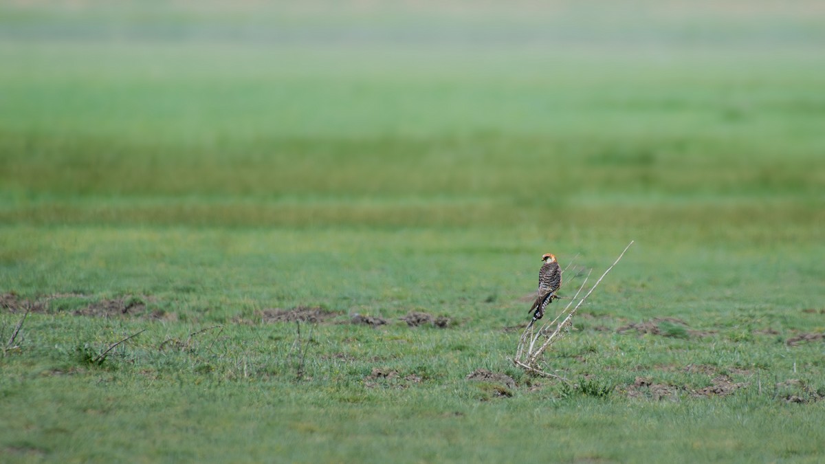 Red-footed Falcon - ML644864365