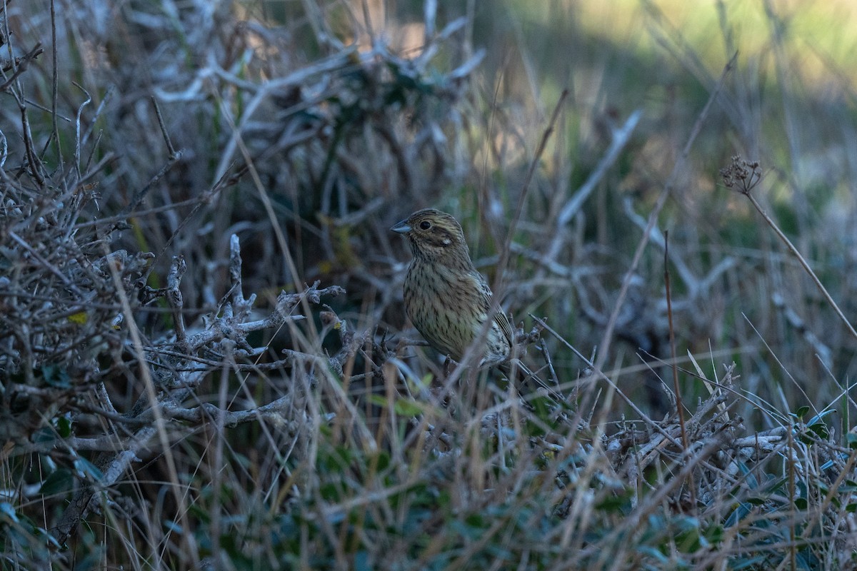 Cirl Bunting - ML644864367