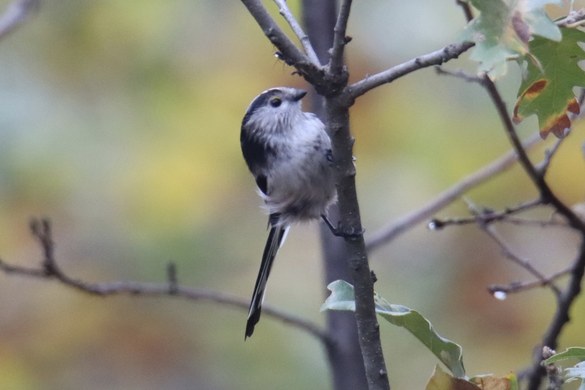 ירגזי זנבתן - ML644864368