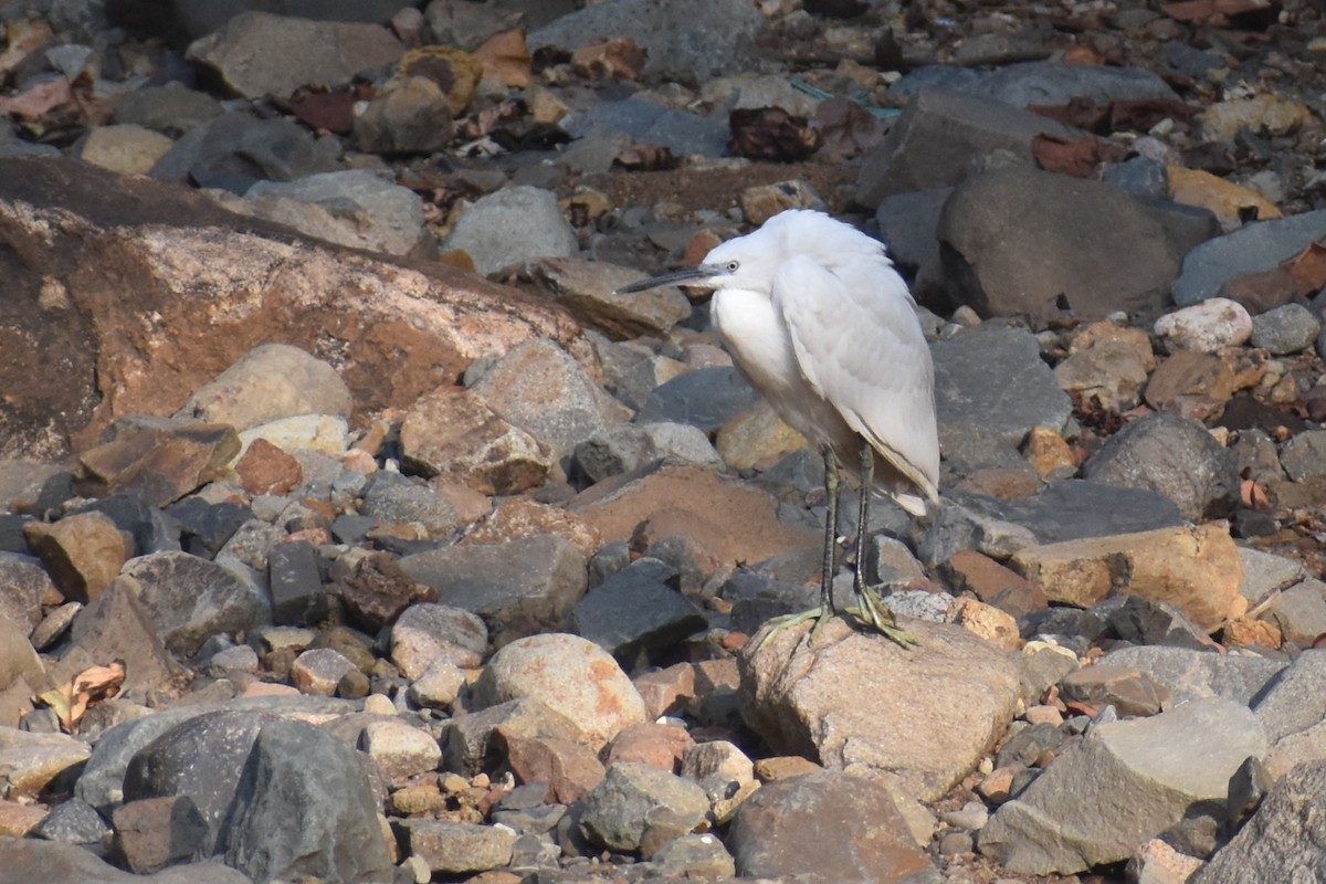 volavka stříbřitá - ML644864386