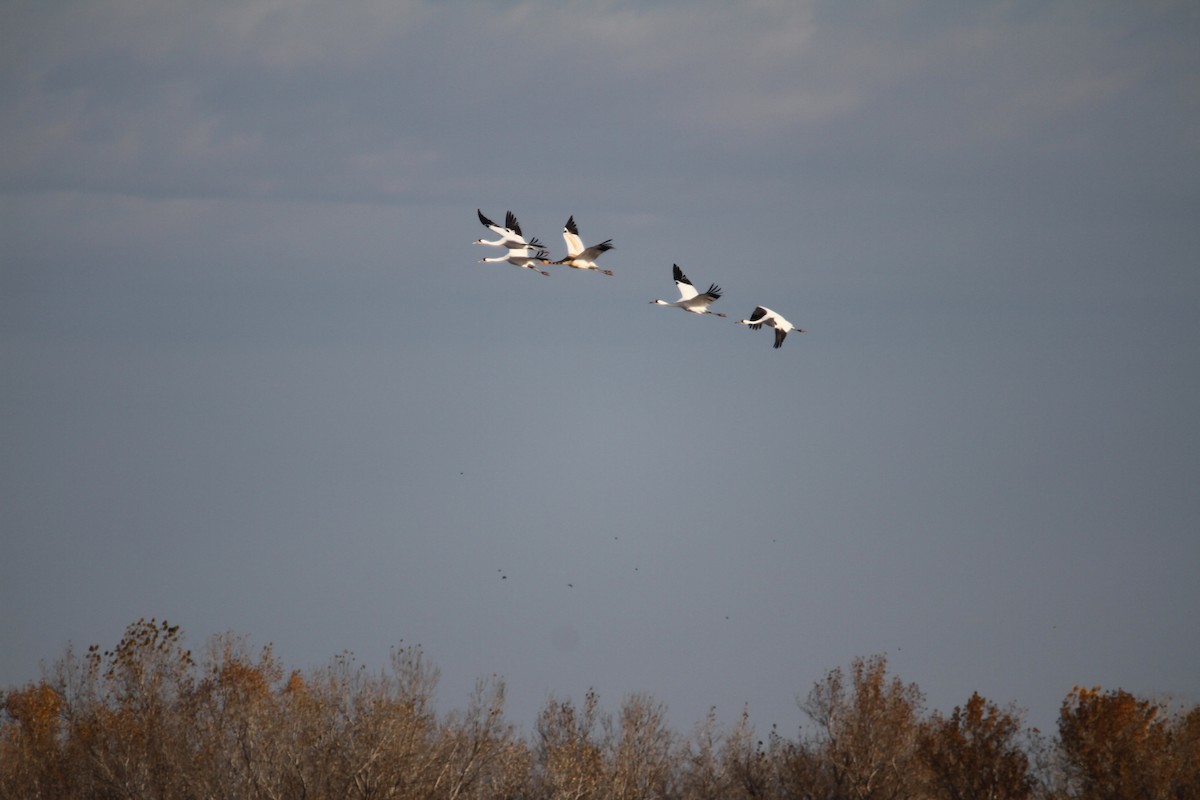 trompettrane - ML644864401