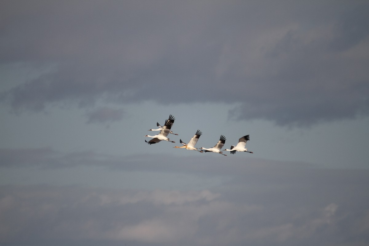 trompettrane - ML644864402