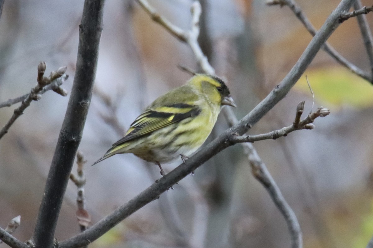 חורפי - ML644864410