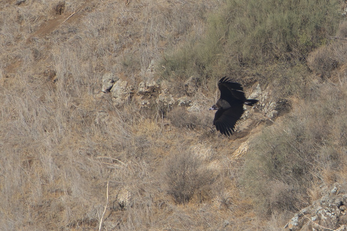 Sai beltza - ML644864414