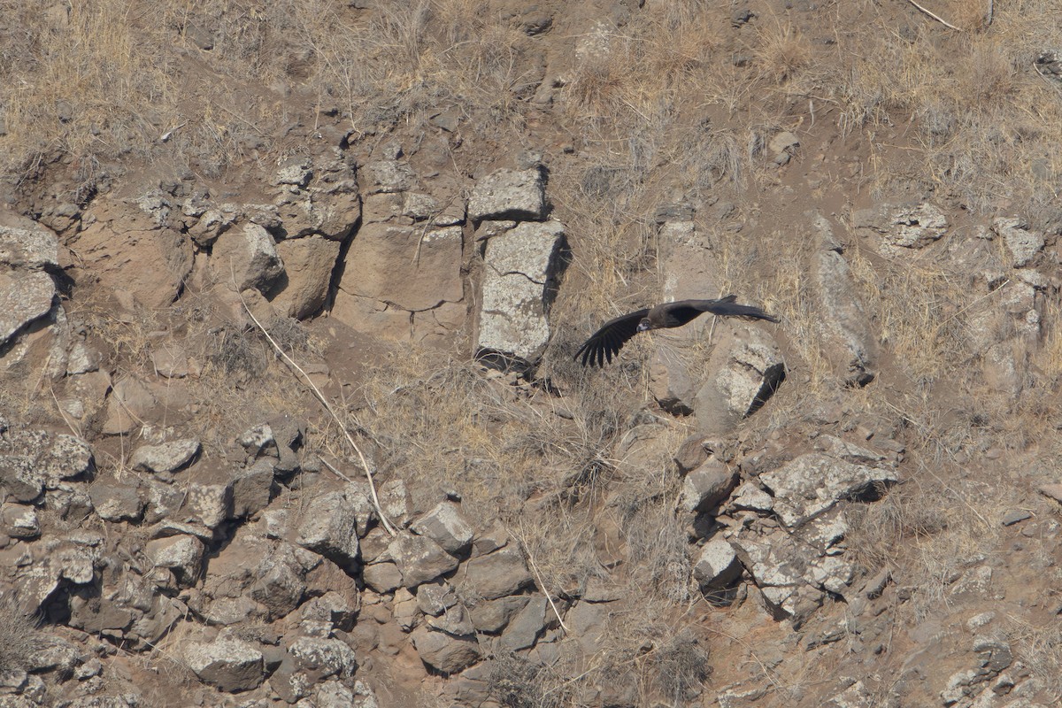 Sai beltza - ML644864415