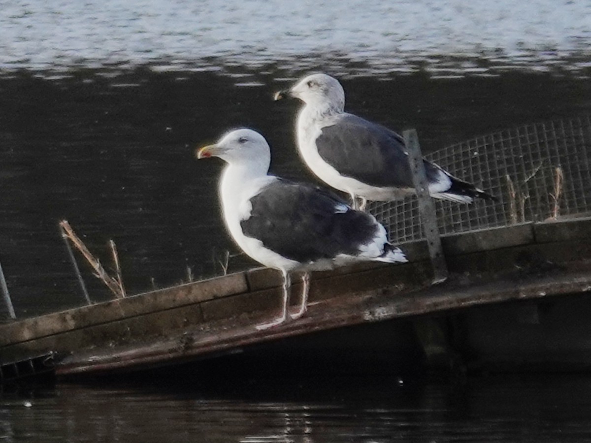 Great Black-backed Gull - ML644864416