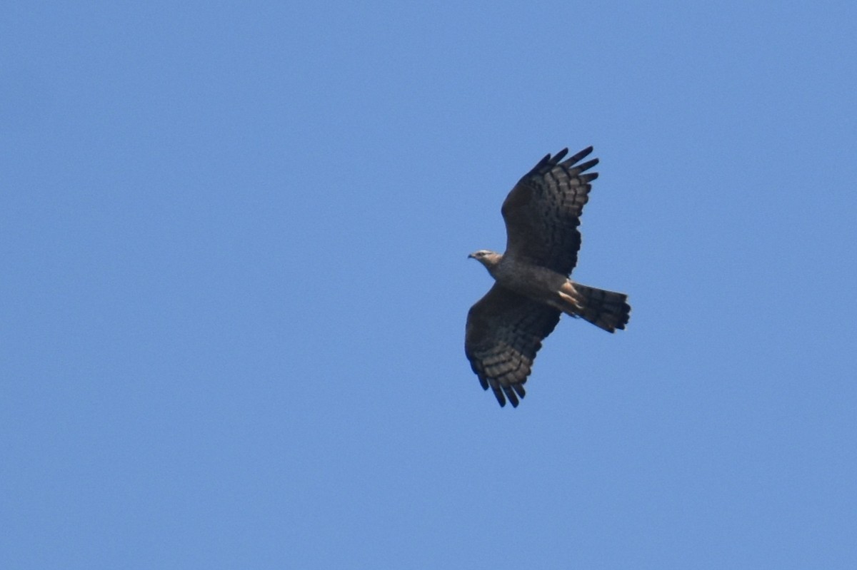 včelojed chocholatý - ML644864423