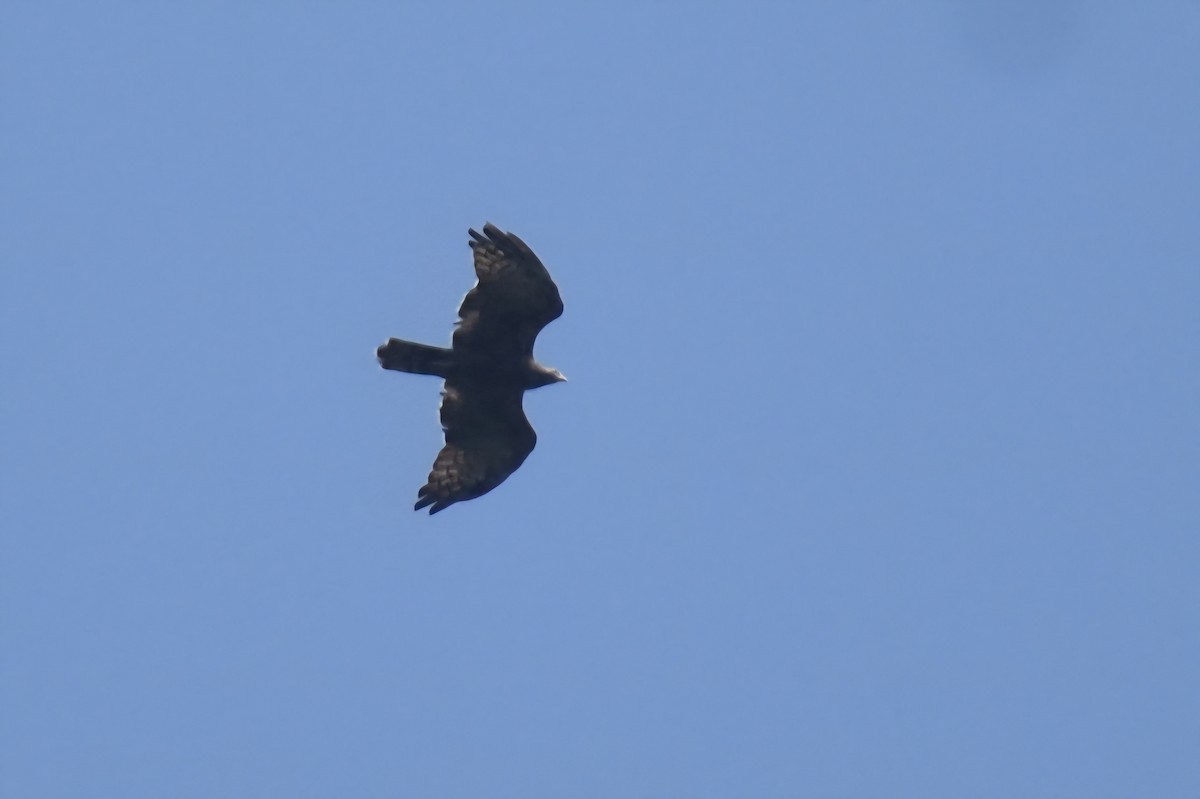 včelojed chocholatý - ML644864424