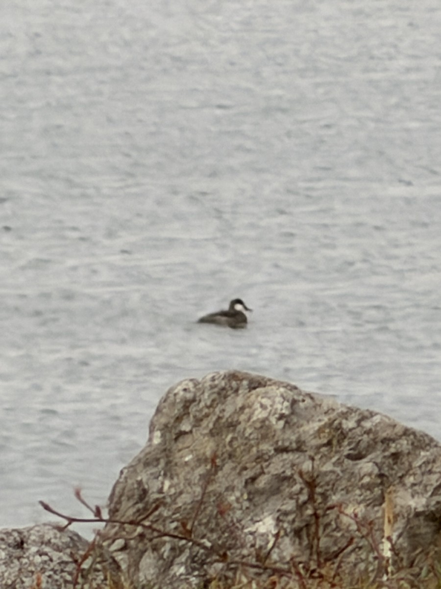 Ruddy Duck - ML644864432