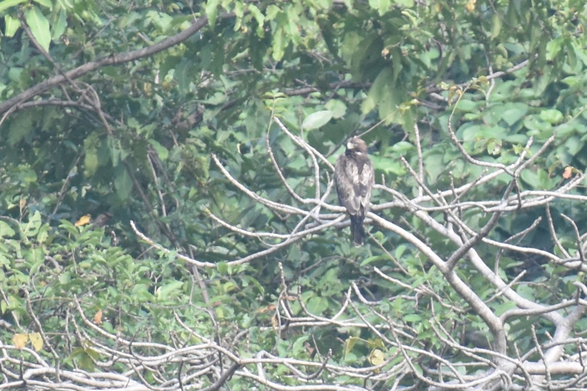 orel nejmenší - ML644864448