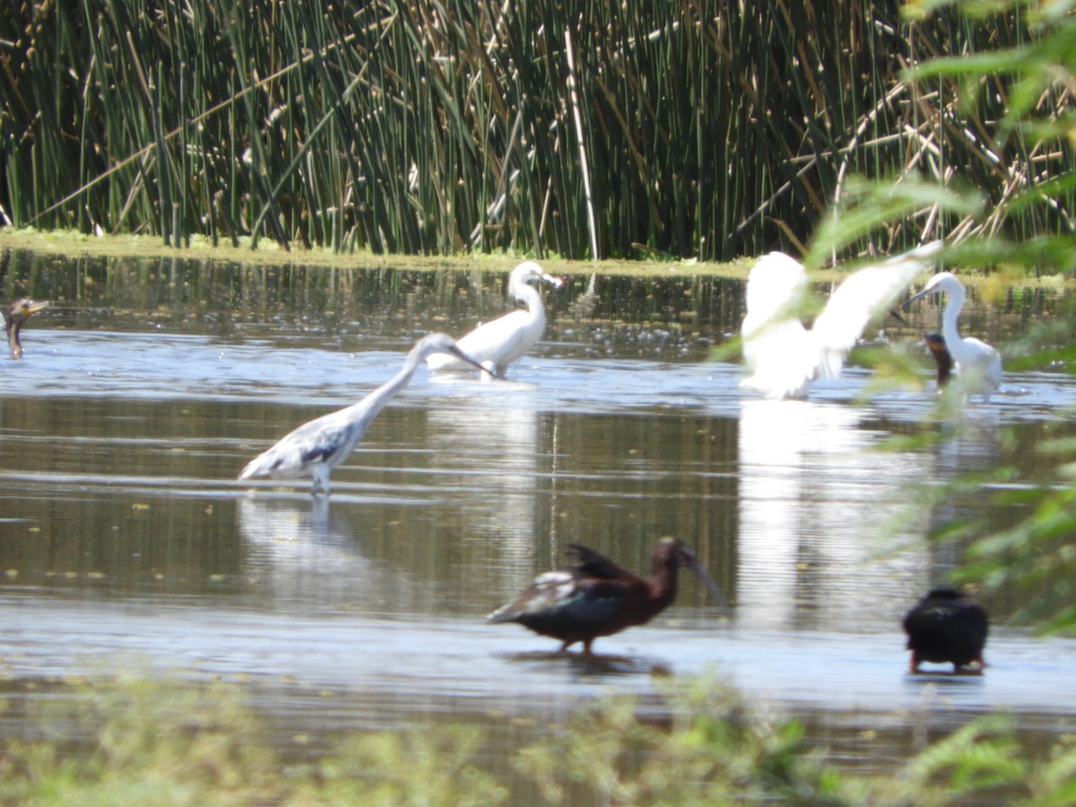 Чепура блакитна - ML644864450