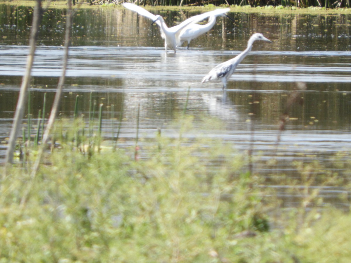 Чепура блакитна - ML644864452