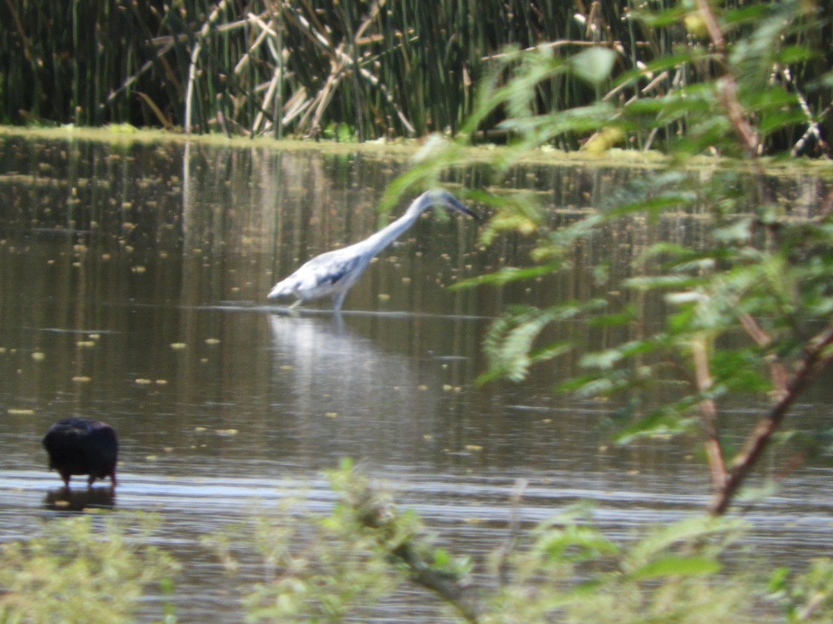 Чепура блакитна - ML644864453