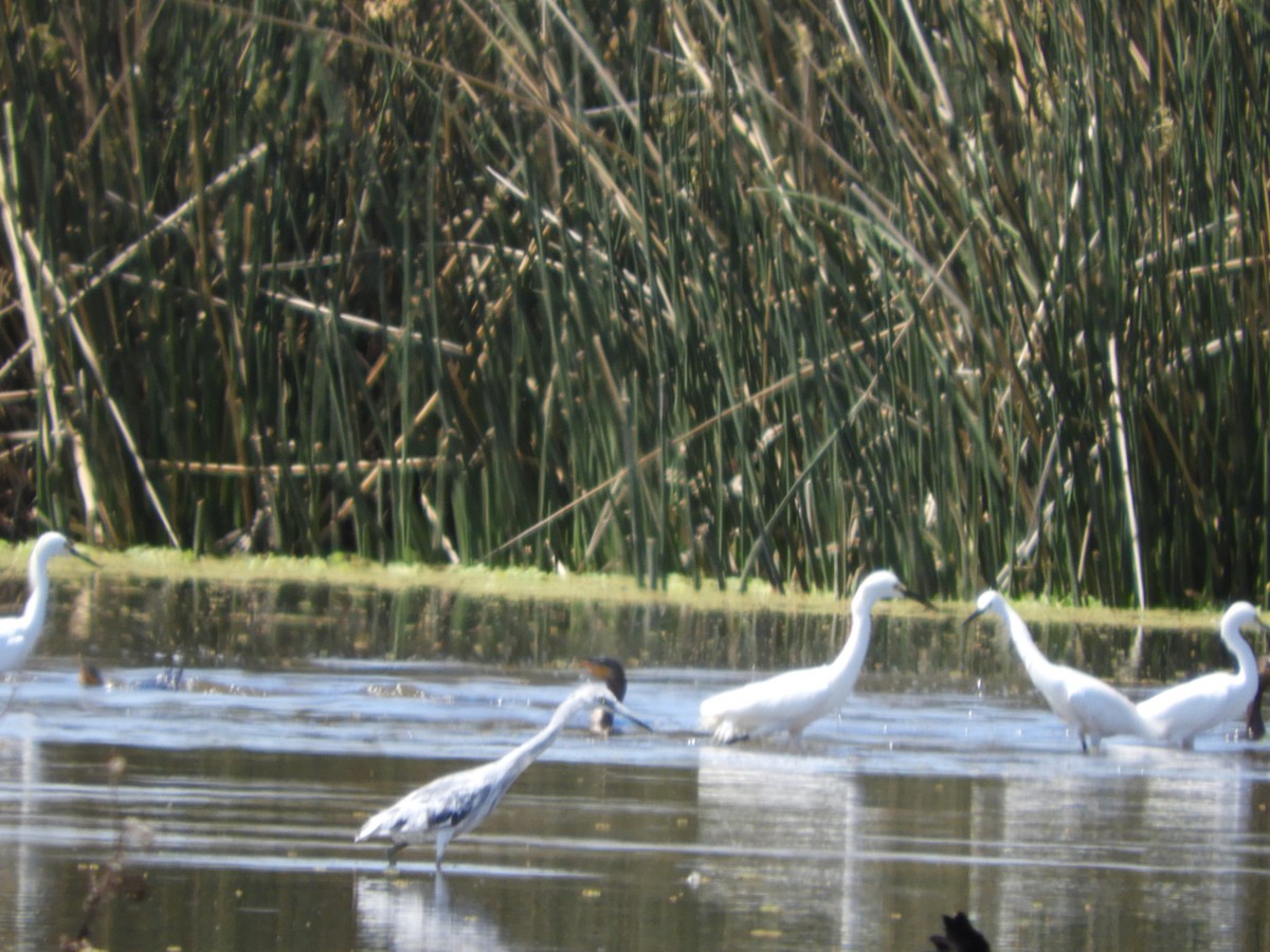 Чепура блакитна - ML644864454