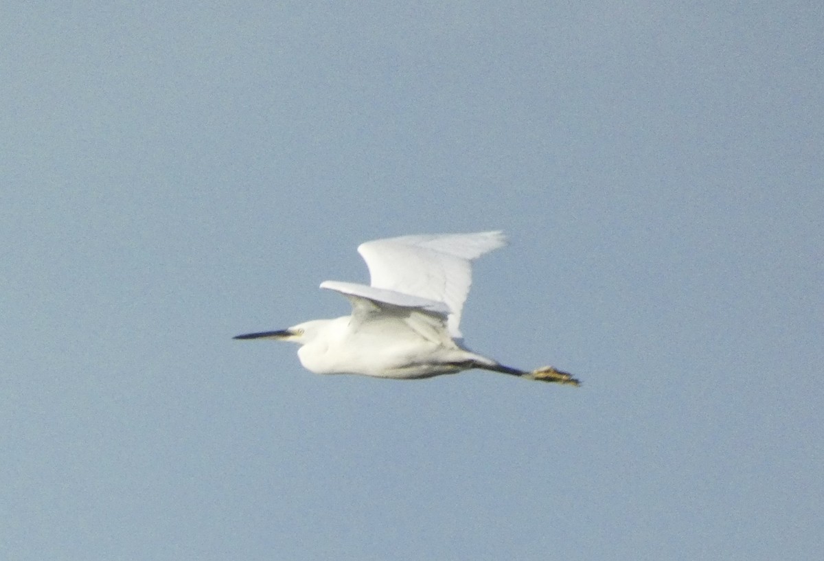 Чепура мала - ML644864457