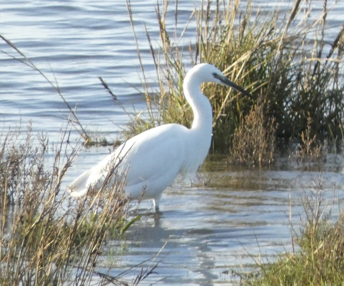 Чепура мала - ML644864458