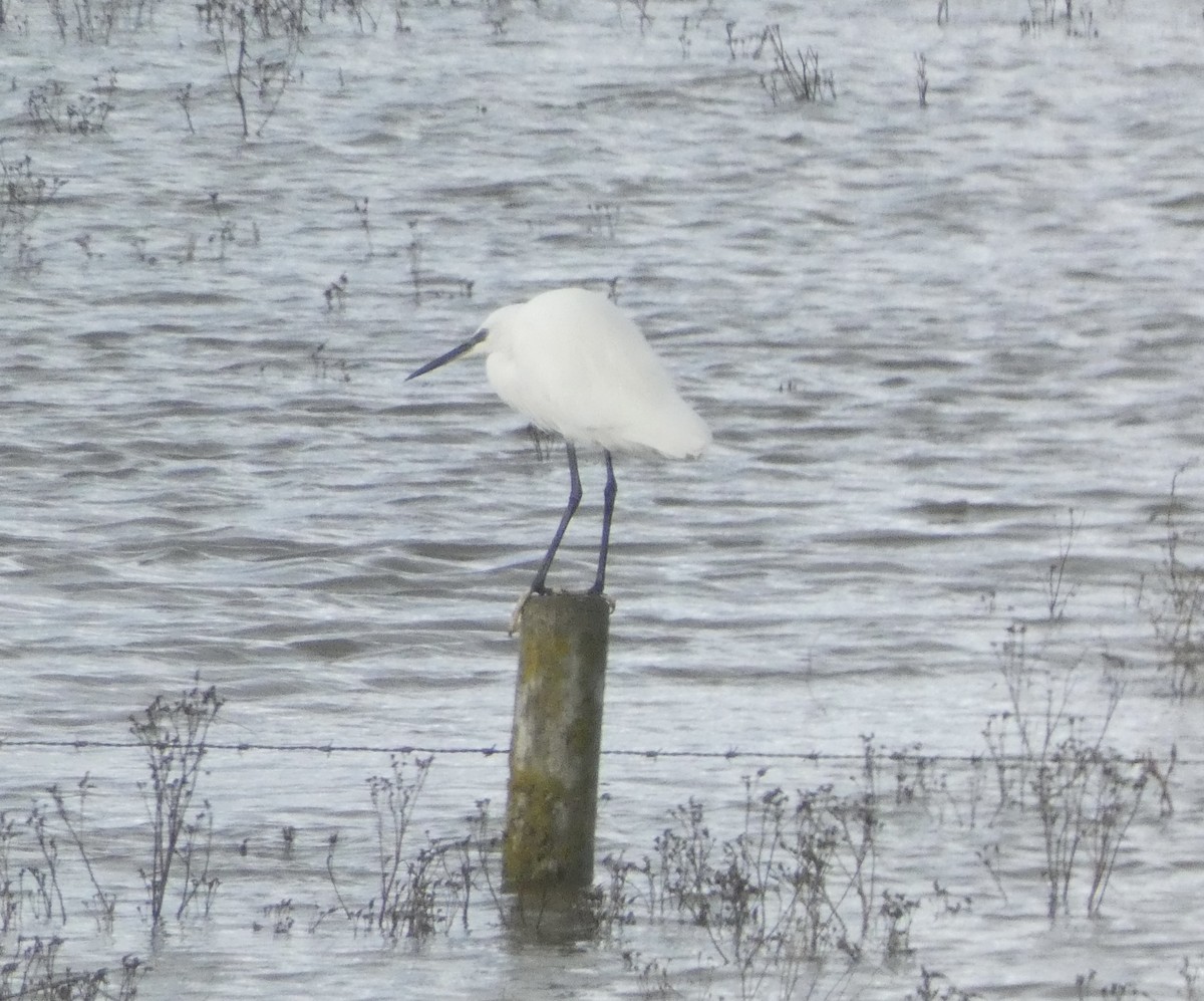 Чепура мала - ML644864459