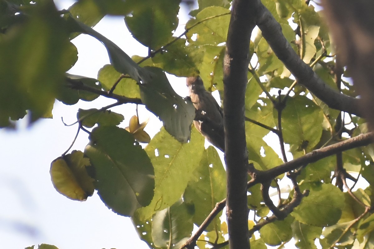 Дятел рудоголовий - ML644864466