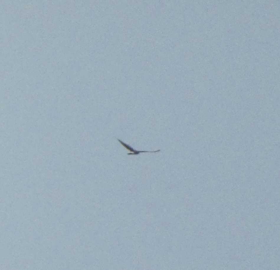 Лунь польовий - ML644864467