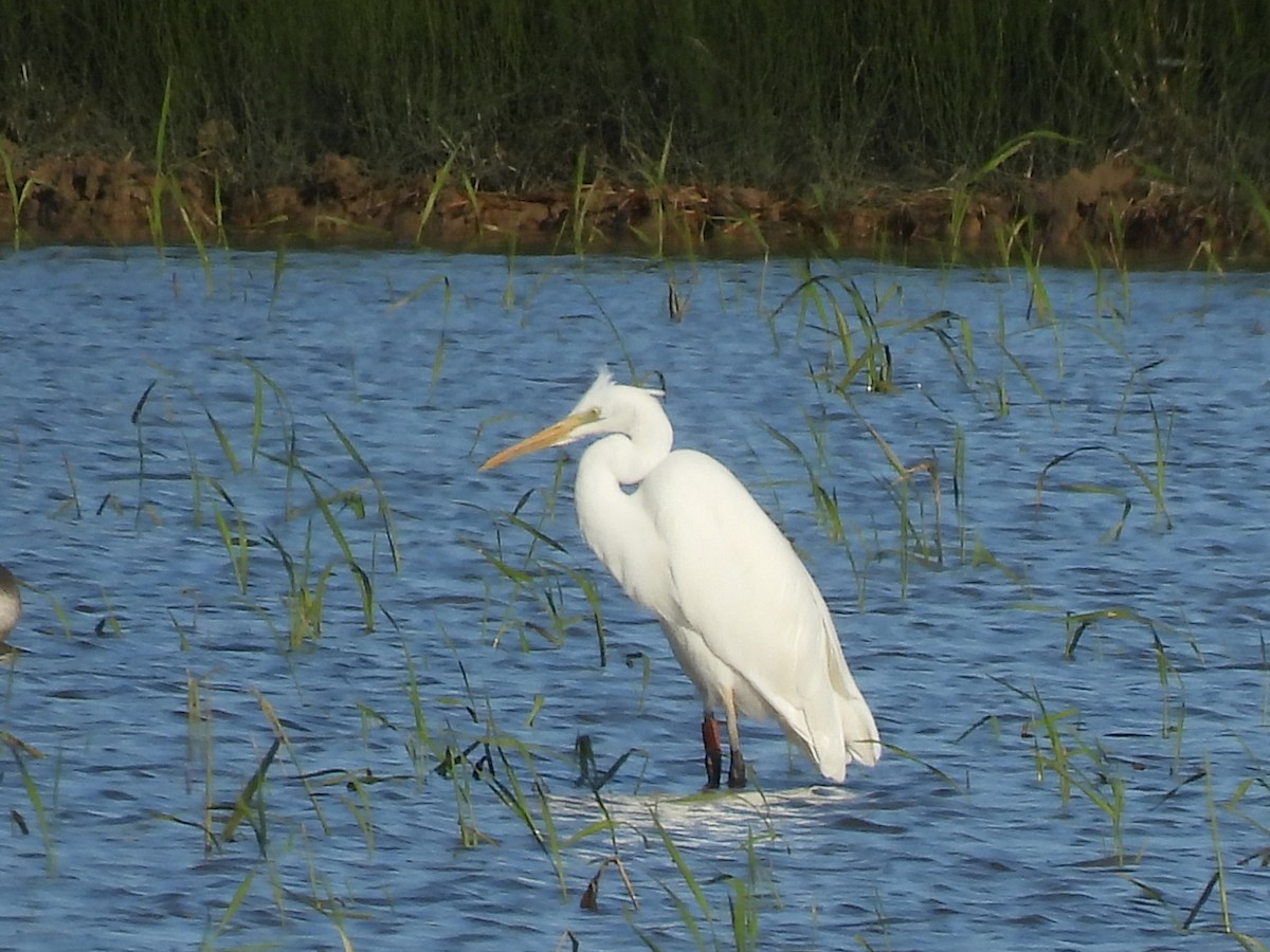 Чапля велика - ML644864468