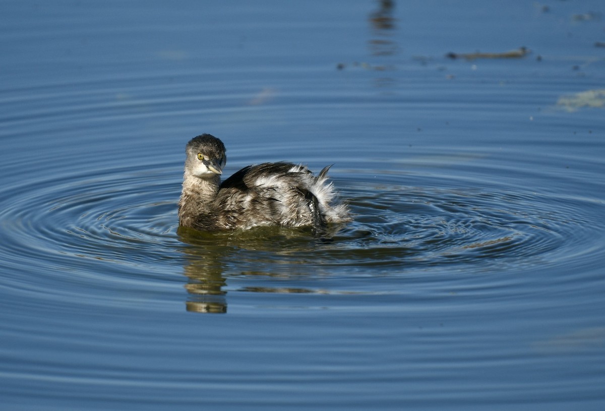 Пірникоза домініканська - ML644864469