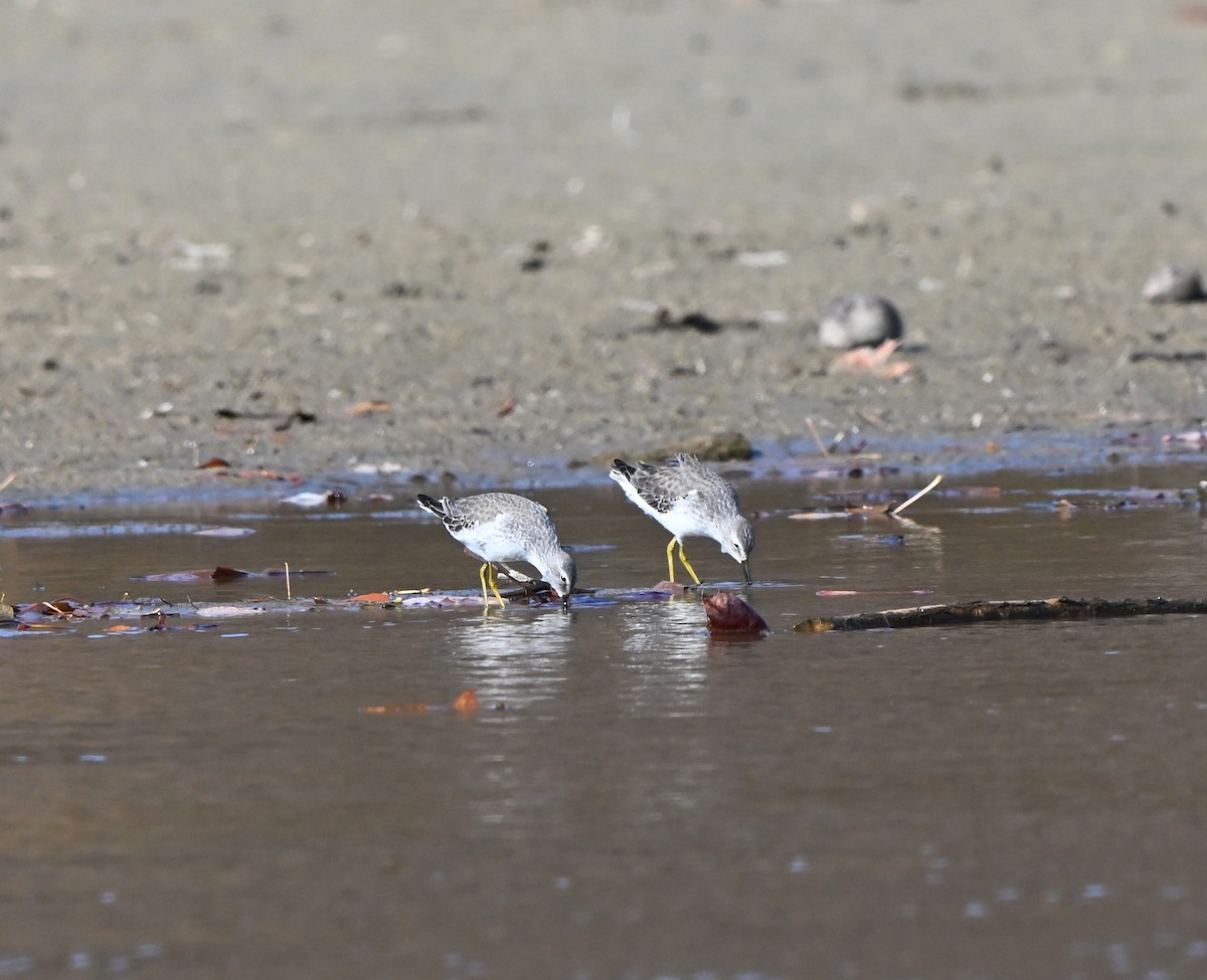 Побережник довгоногий - ML644864473